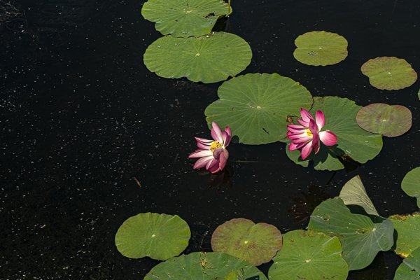 Lotus Swamp Sam Roi Yot
